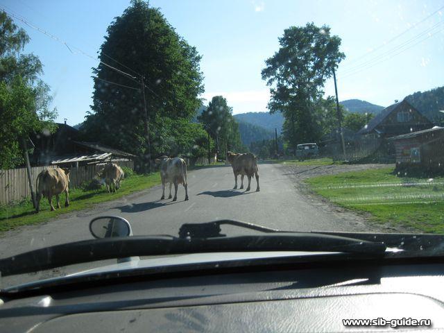 "Телецкое озеро - 2012":  Коровы на дороге