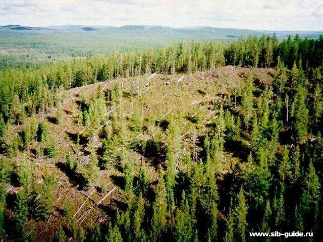 Вывал деревьев на месте падения тунгусского метиорита
