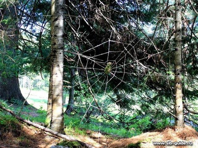 Паутина и паук таинственного леса
