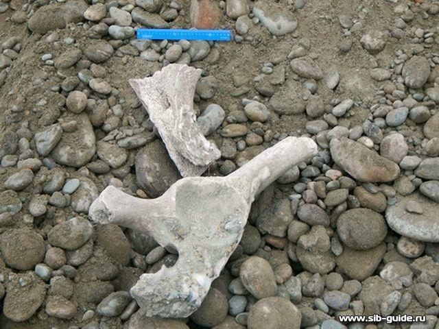 В Республике Алтай обнаружены кости доисторического животного