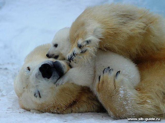 Медведица и малышом из Новосибирского зоопарка