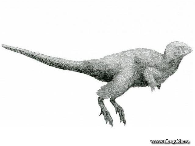 Пернатый динозавр кулиндадромеус