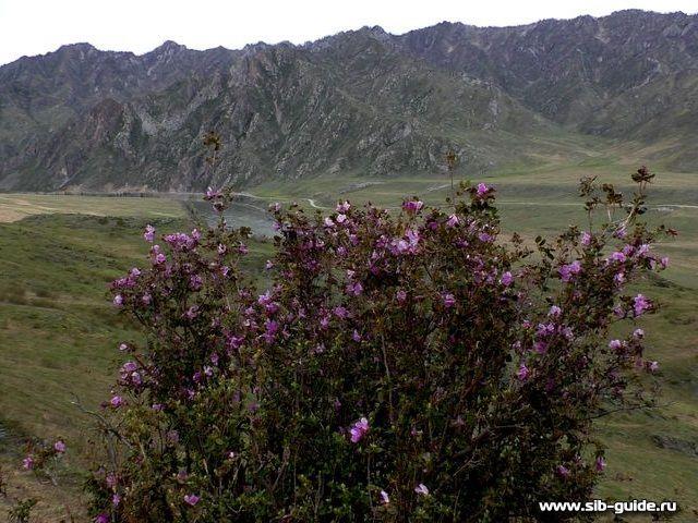 "Цветение маральника - 2018": Долина Катуни