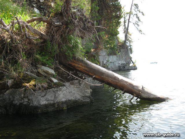 "Телецкое озеро - 2012":  Дерево на берегу